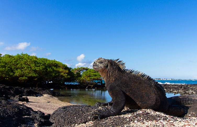 A marine iguana basking in the Sun