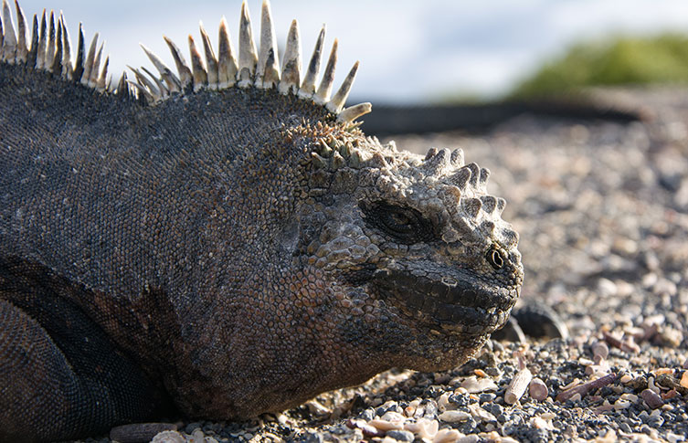 A side view of a marine iguana's head as it basks in the Sun on a rocky beach