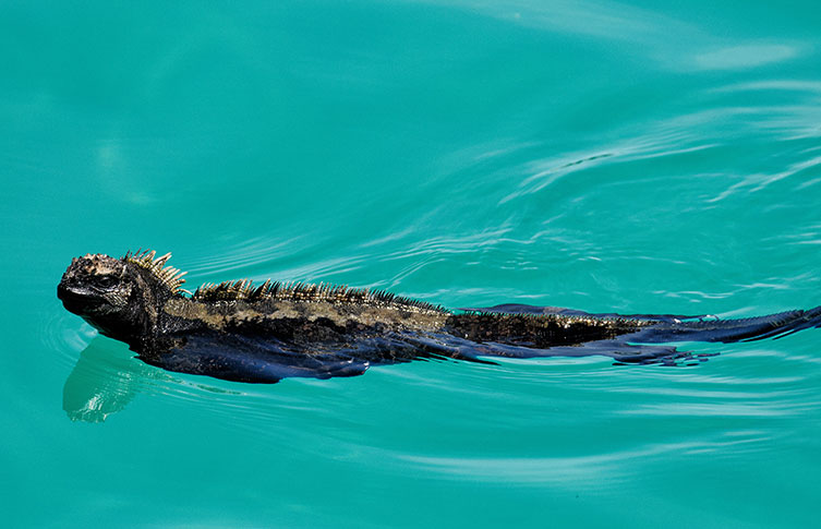 A marine iguana swimming at the surface of the ocean