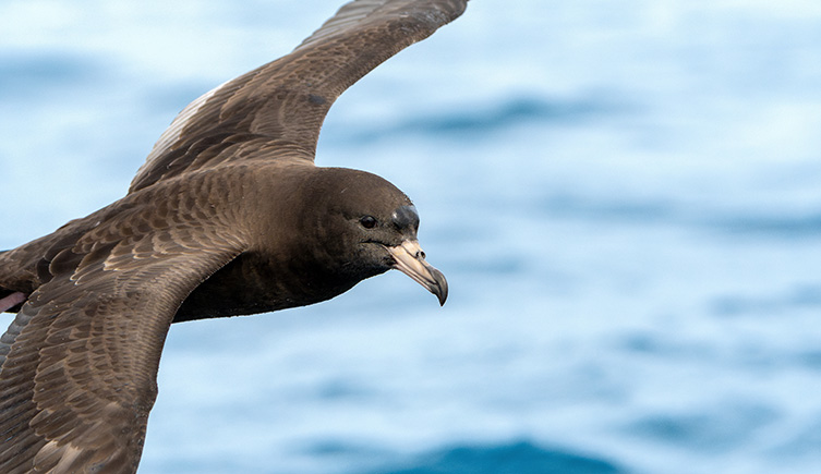 A flesh-footed shearwater flying over the surface of the ocean. 