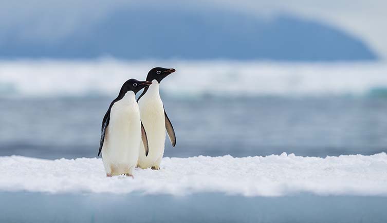 Two adelie penguins stand on a sheet of ice in the ocean.