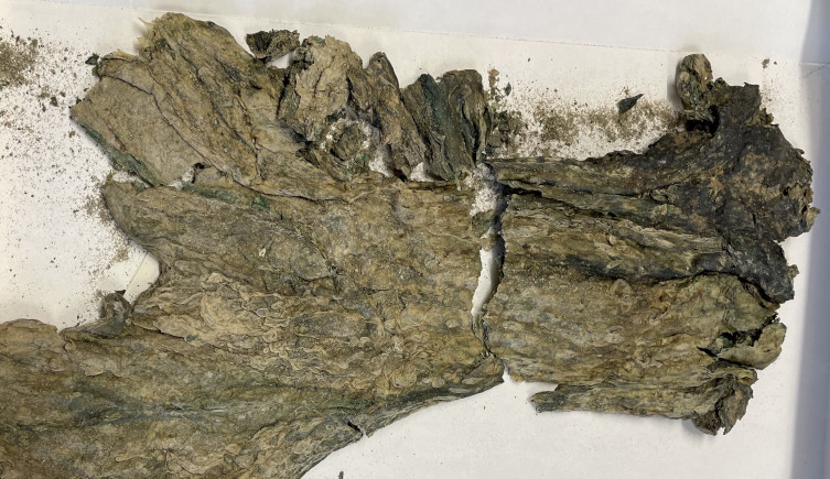 A sample of a Discovery microbial mat.