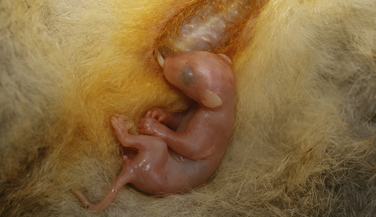 A close up of a newborn marsupial in a pouch suckling.