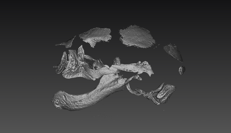 A 3D scan of the skull of a newborn brush-tailed possum, showing most parts of the skull missing with only the mouthparts well-developed