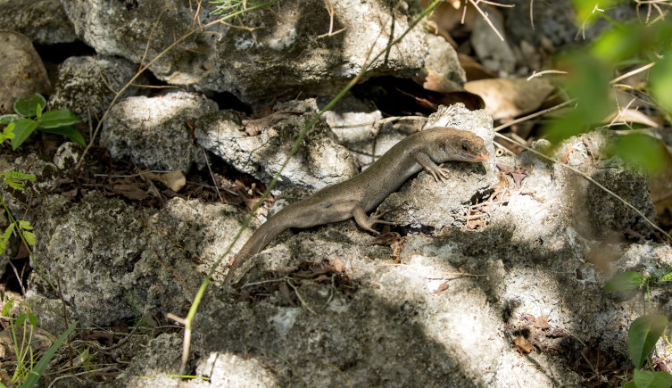 The brown and grey Telfair's skink on a sun dappled rock