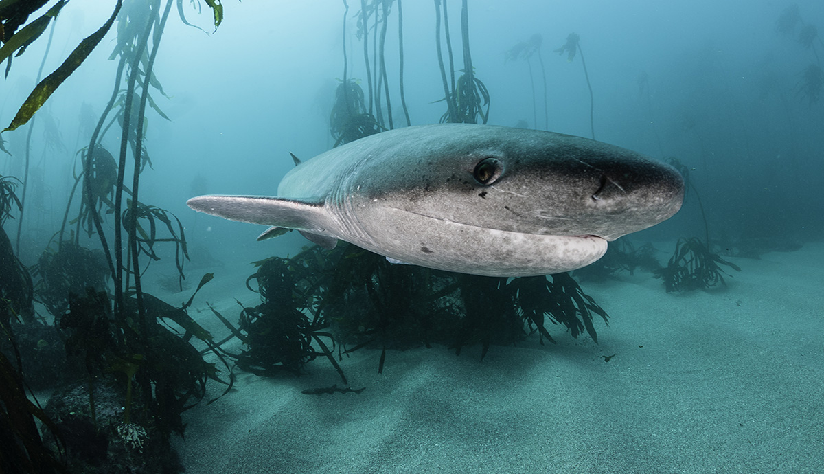 Close up of a picture of a cow shark in the ocean