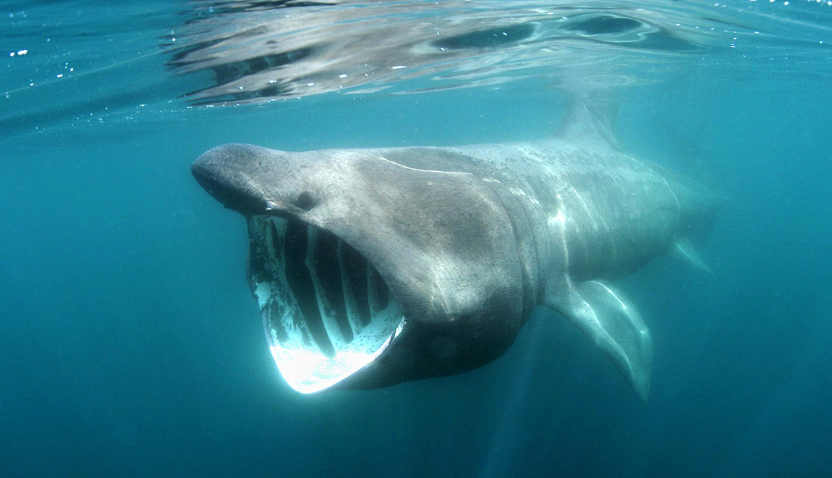 Basking shark swimming at the surface of the ocean with its mouth open.