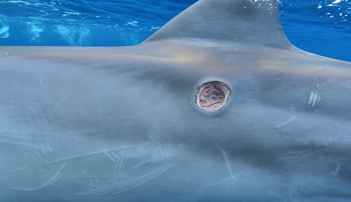 Circular bite mark left by a cookie-cutter shark