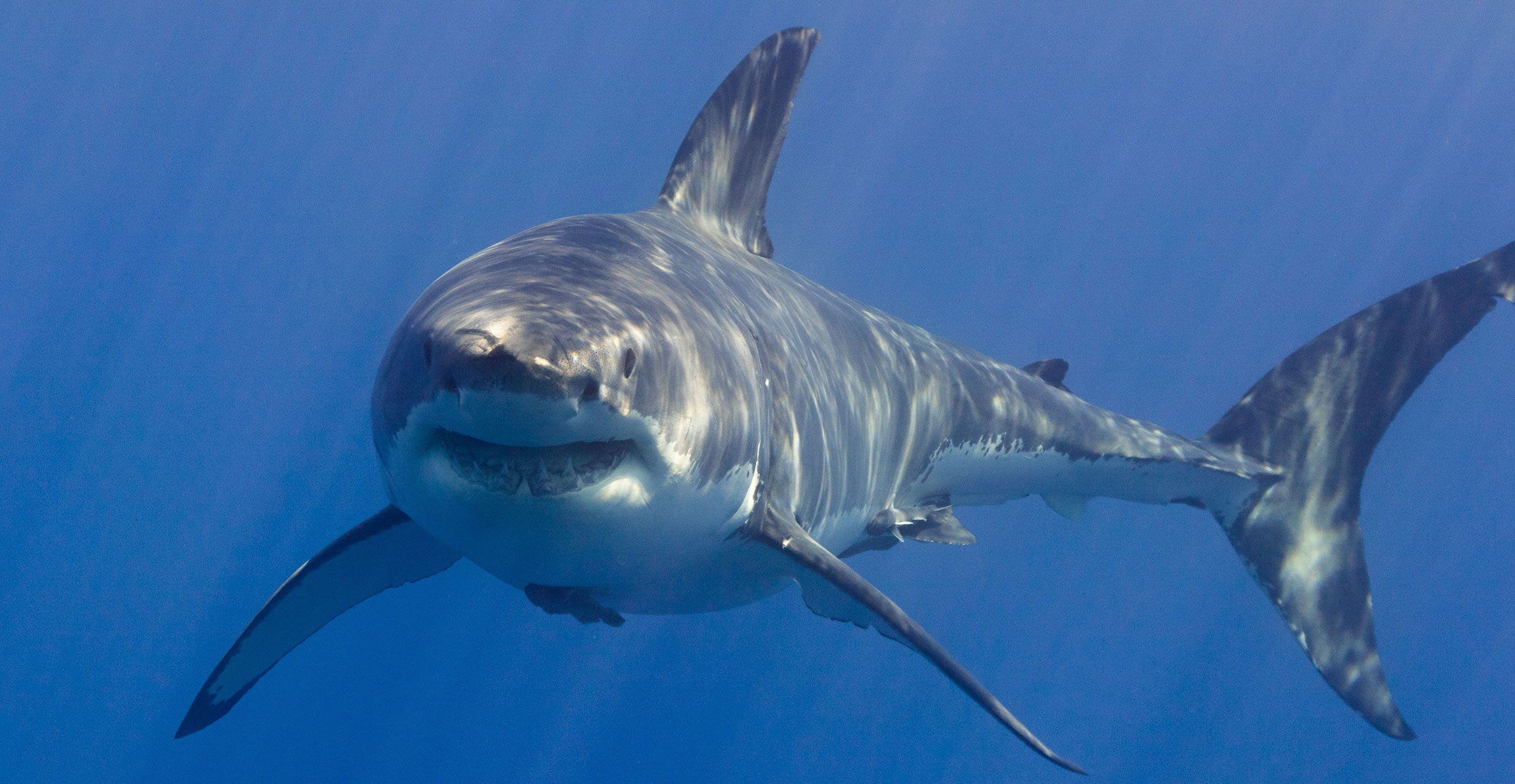 A great white shark turning in the water to face the camera.