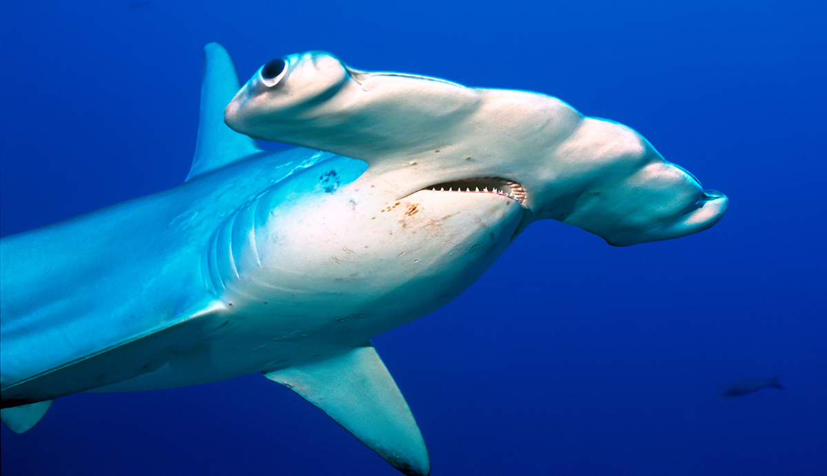 Hammerhead shark in the ocean
