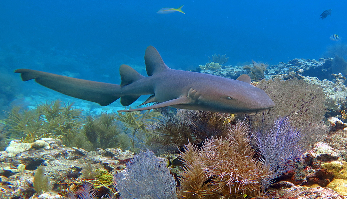 Nurse shark on the ocean floor with plants in view