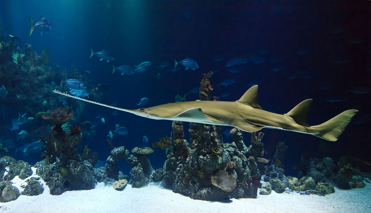 Saw shark on the ocean floor
