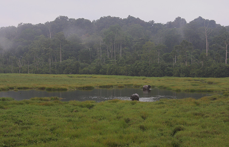 Two elephants stand in a pool in the middle of an opening of the African rainforest, as miste hangs over the trees in that surround the opening.