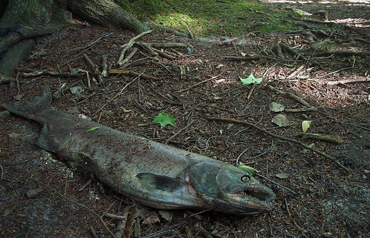 A dead slamon, beginning to rot, lies on the forest floor surrounded by leaf litter and twigs.