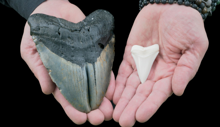 Hands holding a megalodon tooth and a great white shark tooth