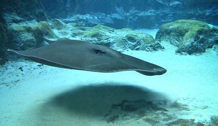 A giant freshwater stingray glides over sand underwater.