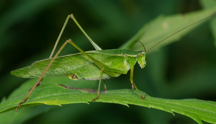 Katydid sitting on a leaf