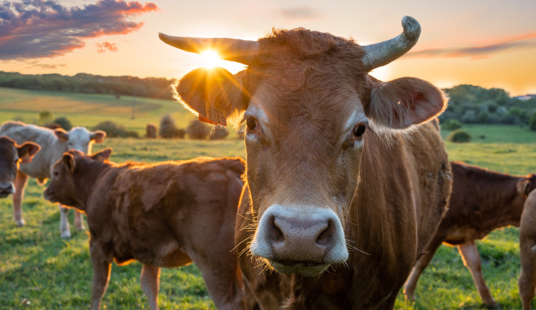 A horned cow with the sun behind in stands among a herd in a field.