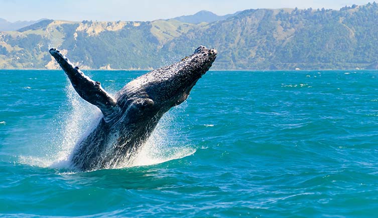 A humpback whale jumps out of the sea with tree covered hills in the distance.