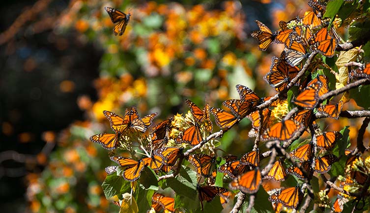 Orange and black monarch butterflies cluster on the branches of a tree.