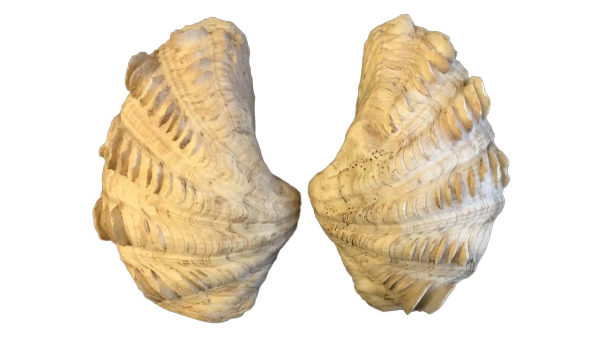 The two halves of a heart cockle shell.