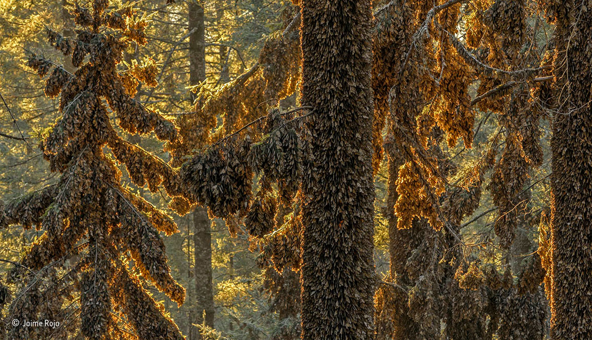 Trees in a forest covered with butterflies