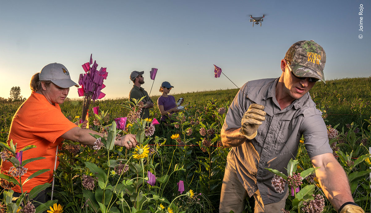 People attach small purple flags to milkweed bushes