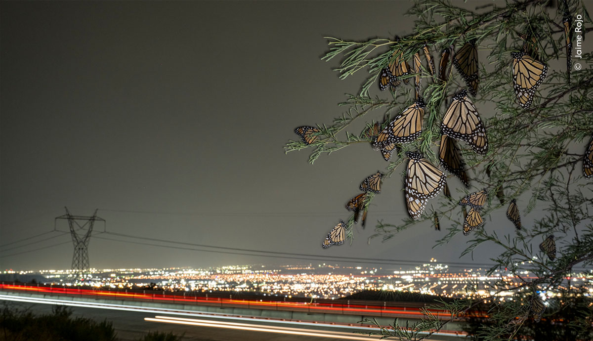A tree is covered in monarchs resting for the night. The bush is next to a busy highway. In the distance you can see the lights of a city.