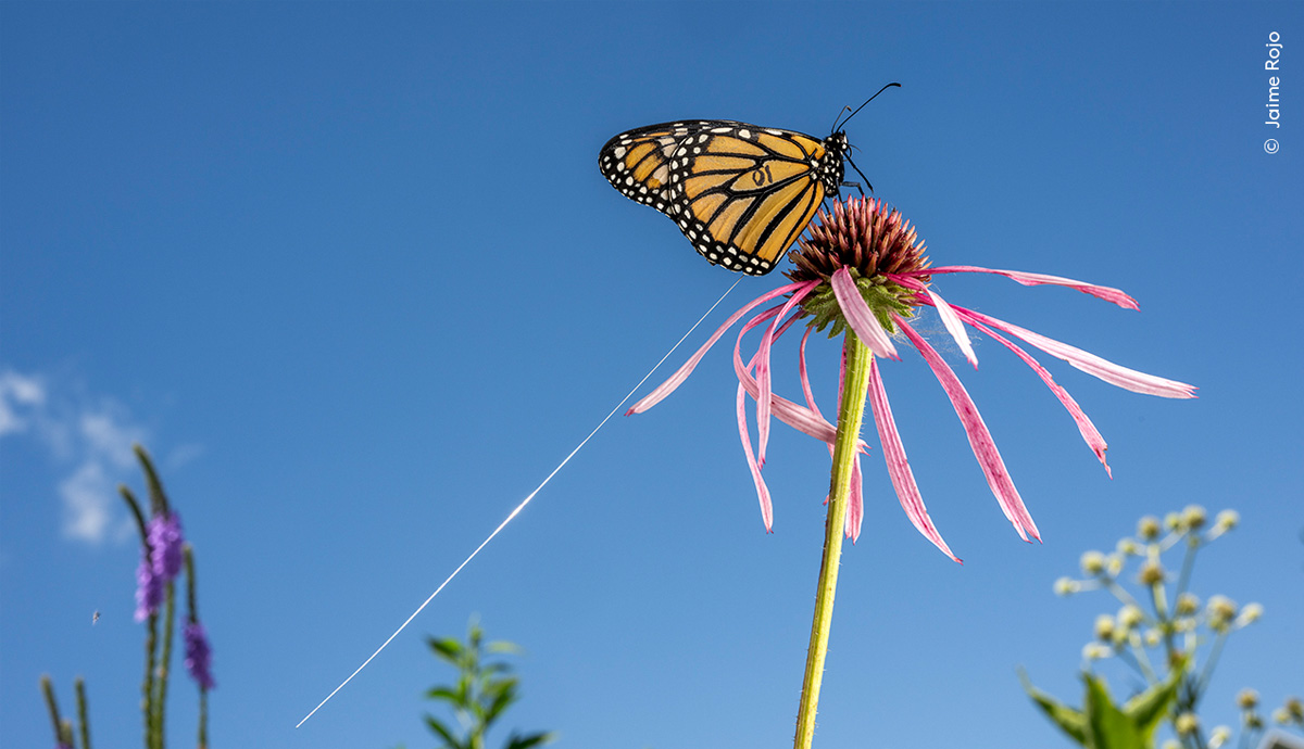 A monarch butterfly sits on a flower. Attached to the butterfly is a radio tracker with a long antenna