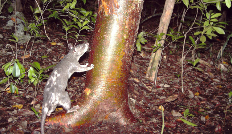 A Gambian giant pouched rat with its hindlegs on the ground and its forelegs on a tree trunk