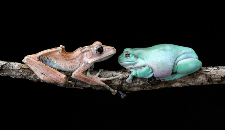 A brown frog and a green frog face each other on a branch