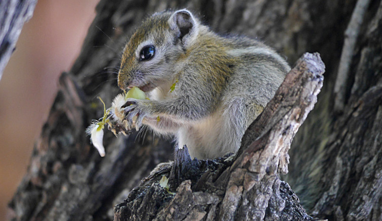 A rope squirrel sits on a branch eating a plant