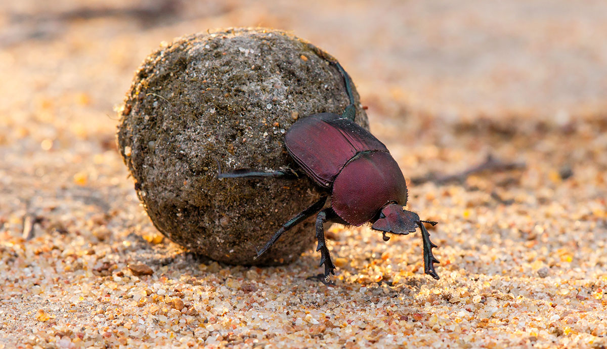 Dung beetle rolling its dung ball