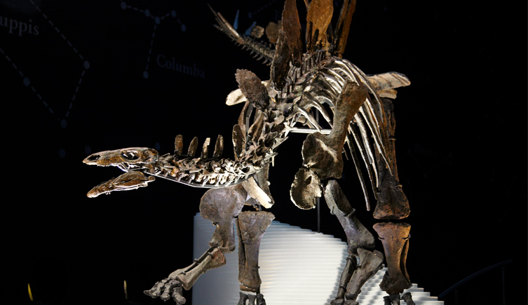 A stegosaurus skeleton