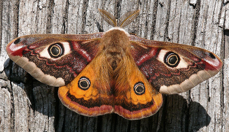 Male emperor moth (Saturnia pavonia)