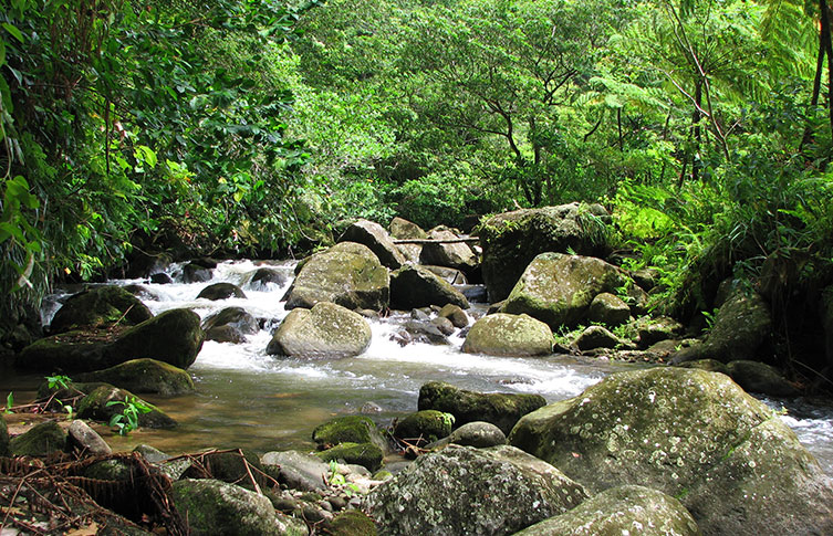 A river in Dominica, surrounded by forest