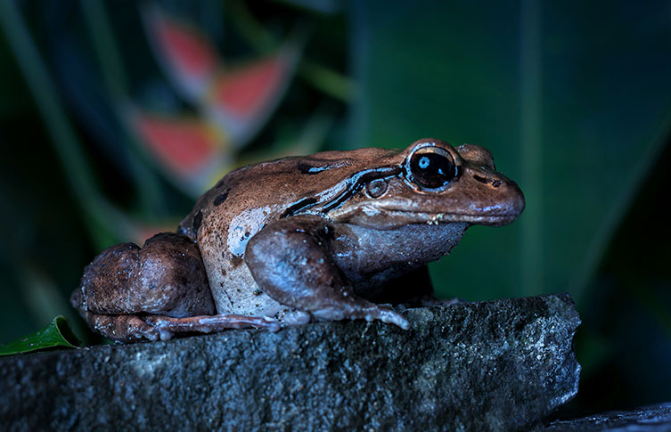 A mountain chicken frog resting on a rock