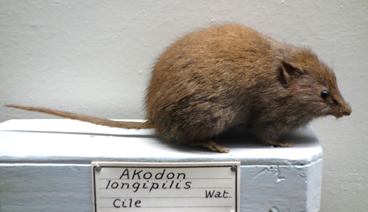 A taxidermied Abrothrix longipilis with a label on a museum shelf