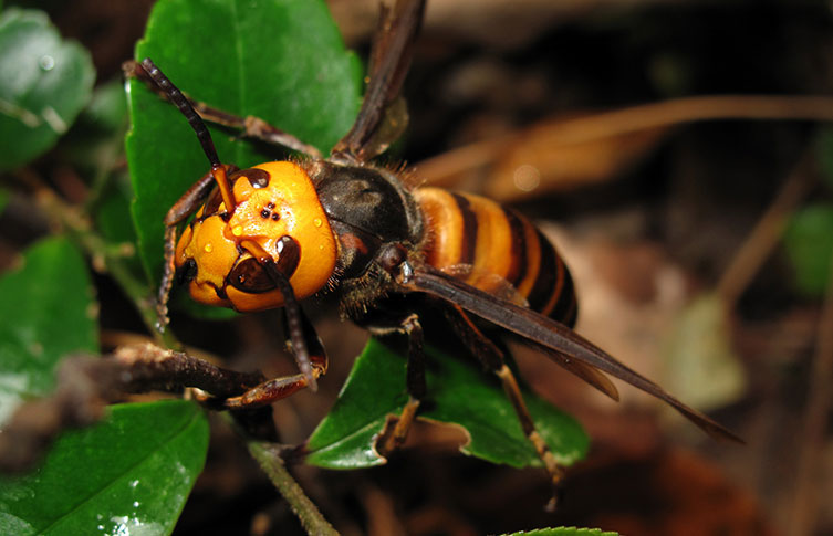 A female Asian giant hornet
