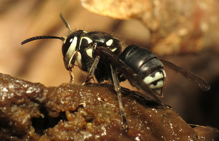 A bald-faced hornet