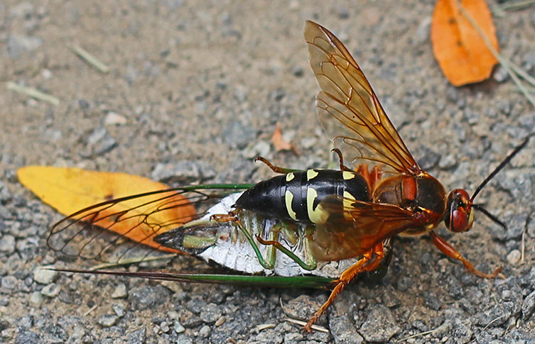 An Eastern cicada killer wasp
