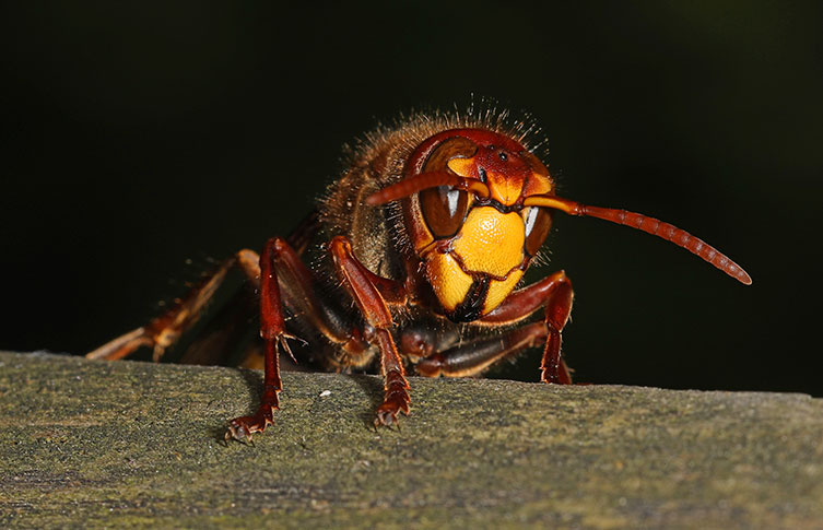 A European hornet