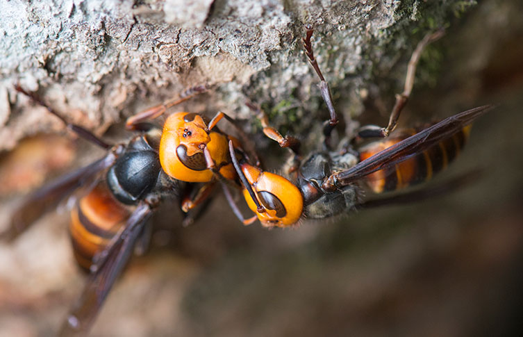 Two asian giant hornets on a tree