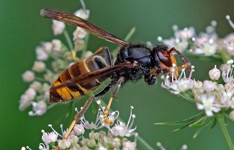 A yellow-legged hornet