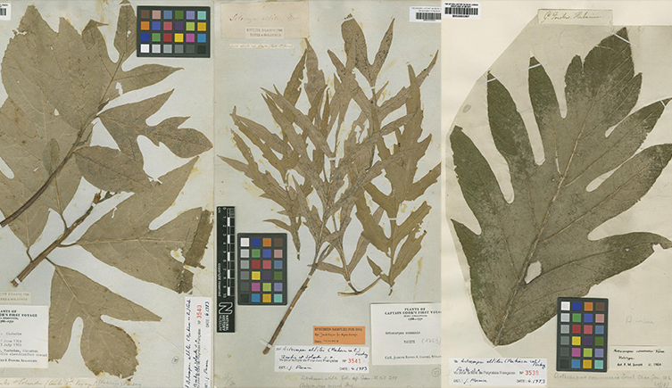 Herbarium sheets of breadfruit specimens