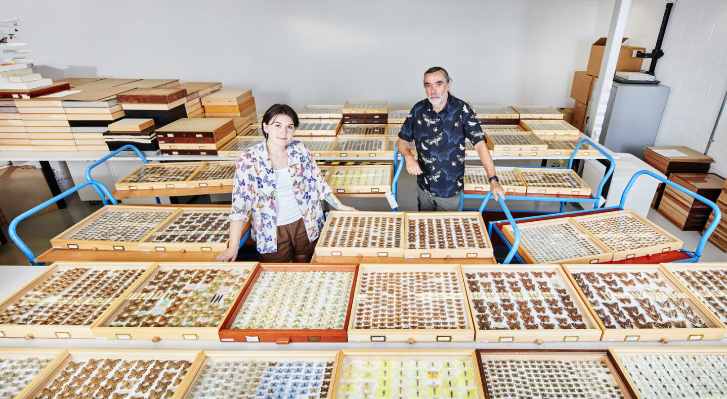 Curators surrounded by trays of butterfly specimens