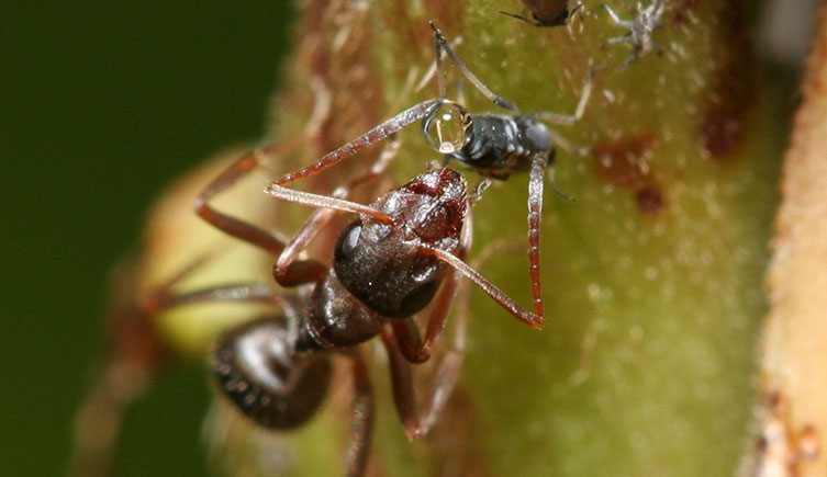 An ant uses its antennae to milk a round drop of clear honeydew from an aphid. 