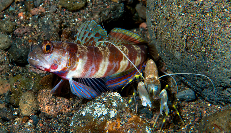 A goby and pistol shrimp outside their shared burrow.