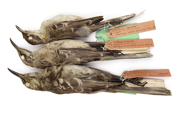 Three of Darwin's mockingbird specimens from the Natural History Museum's collection.