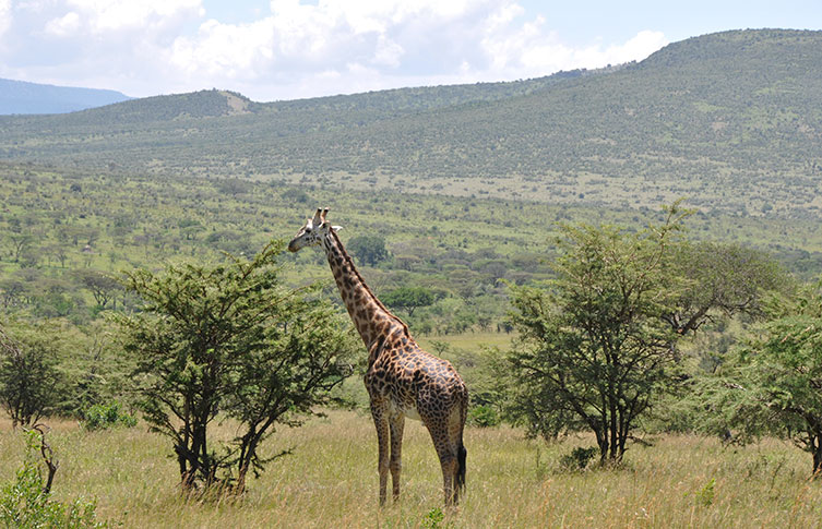A wild giraffe feeding from the top branches of a tree.